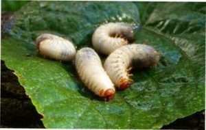 Личинки ріпакового пильщика