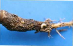 Личинки капустяної мухи