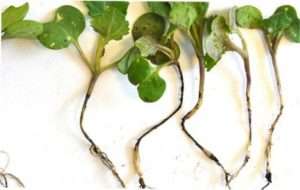 чорна ніжка капусти