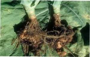 Кіла капусти