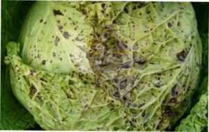 пероноспорозом (несправжня борошниста роса)