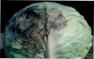 Чорна гниль (бактеріоз) капусти