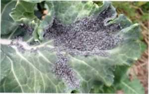 Капустяна попелиця