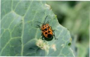 Хрестоцвіті клопи на капусті
