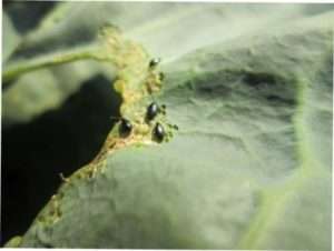 Хрестоцвіті блішки на капусті