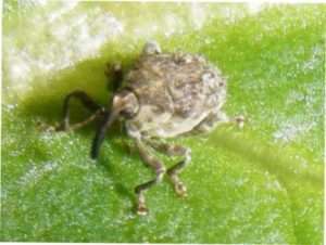 капустяний Стеблевий скритнохоботник