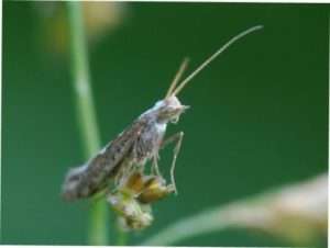 Капустяна міль 