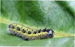 Гусениці капустяної білявки