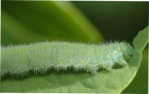Гусениці ріпової білявки на капусті