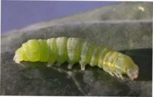 Гусениці капустяної совки