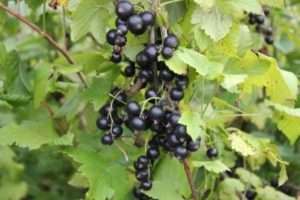 «Сильна» смородина