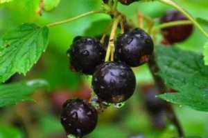 Смородина «Екзотика»