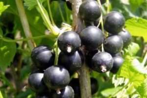 Смородина «Вірність»