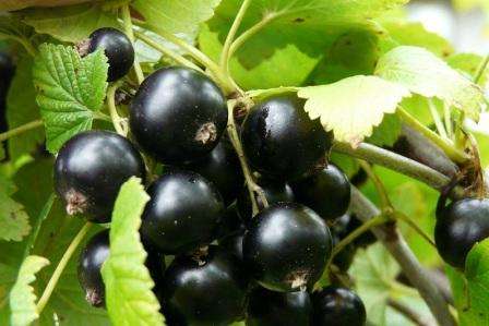 Найбільш популярні сорти смородини серед дачників на Україні Найкращі сорти чорної смородини для вирощування в саду: опис з фото високоврожайних сортів