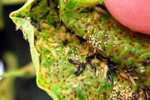 Засоби боротьби з трипсами