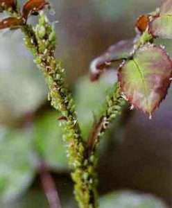 Засоби боротьби з попелицею