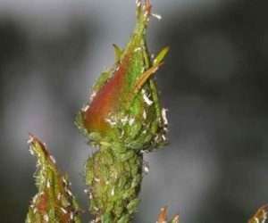 Попелиця на трояндах — як швидко позбутися