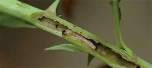 Мінери засоби профілактики