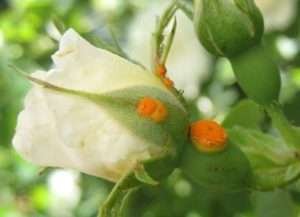 Шкідники троянд, ознаки, боротьба, фото