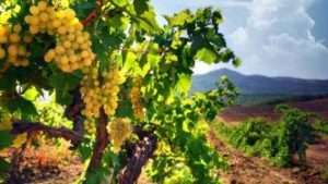 Вирощування винограду: правильна обрізка, посадка, підгодівля та догляд