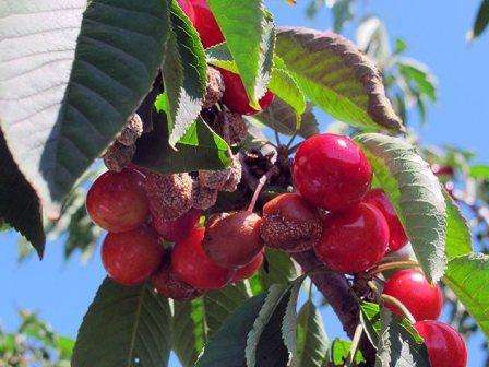 Хвороби вишні: характеристика, види, лікування, методи боротьби та профілактика з фото та описом