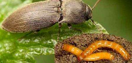 Дротяник на городі - способи та методи боротьби з ним. Як боротися з личинками жука-ковалика