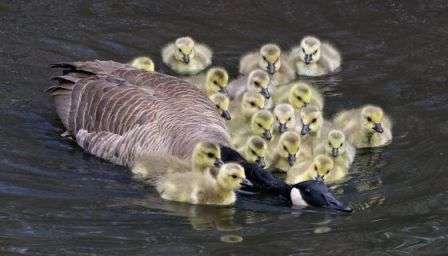 Хвороби гусенят: характеристика та ознаки захворювань, профілактика та лікування з фото