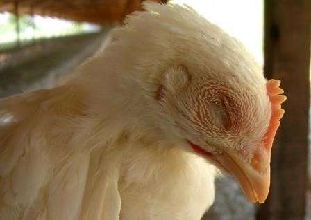 Симптоми і методи лікування аскаридозу у курей