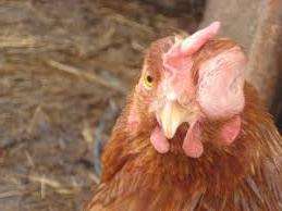 Причини пухлини голови