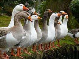 Опис породи Італійські гуси