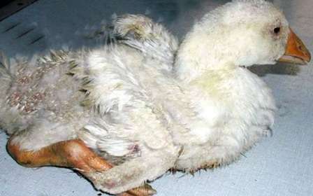 Хвороби гусей та їх лікування: характеристика, ознаки, причини та профілктика з фото