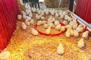 Опис захворювання і його збудник 