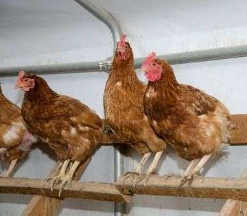 Чим загрожують синдром великої голови, отит і риносинусит?