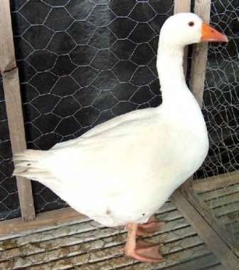 Порода Італійських гусей: опис, характеристика розведення породи та догляд з фото