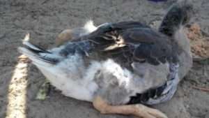 Вірусний ентерит гусей