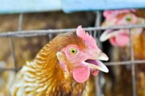 Що за хвороба інфекційний бронхіт?