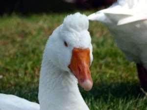 Характеристика Італійських гусей