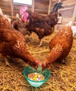 Симптоми і діагностика захворювання