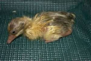 ЛІКУВАННЯ ВІРУСНОГО ЕНТЕРИТУ ГУСЕЙ