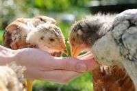 Йодна шашка