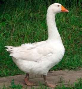 Переваги породи Італійські гуси