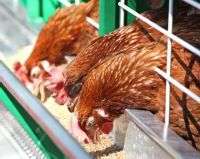 Лікування Аскаридоза