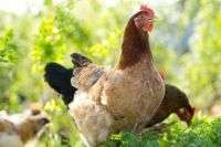 Профілактичні заходи