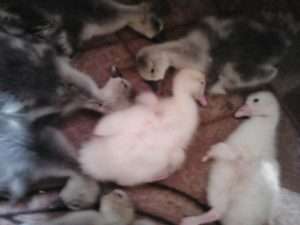 ПРОФІЛАКТИКА ЗАХВОРЮВАННЯ