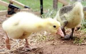 Продуктивність Італійських гусей