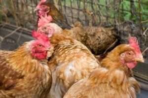 Народні засоби 