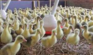 Стафіллококкоз птахів