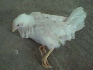 Наслідки аскаридоза і його профілактика 