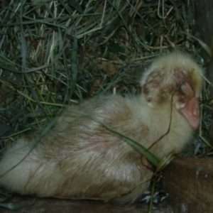 СИМПТОМИ СТАФІЛЛОКОККОЗА У ГУСЕЙ