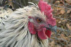 Народні методи лікування